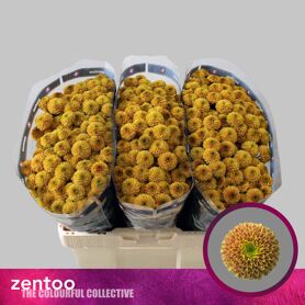 Chrysant Santini Doria Orange