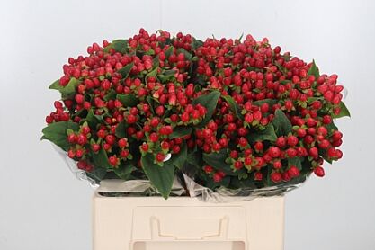 Hypericum Magical Triumph