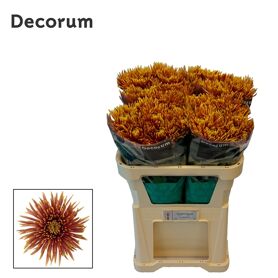 Chrysant Blooms Saffina Dark