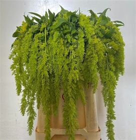 Amaranthus Green Spider