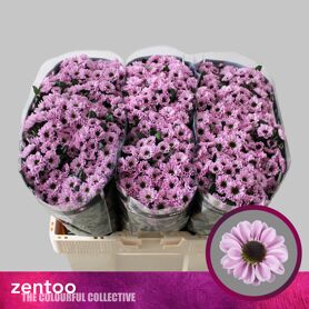 Chrysant Santini Yin Yang Pink