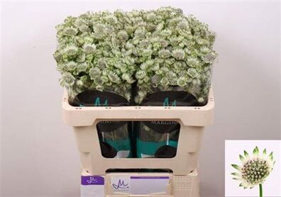 Astrantia Billion Star
