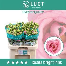 Eustoma Double Rosita Bright Pink