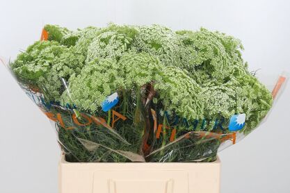 Ammi Visnaga