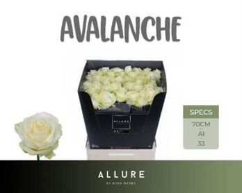 Rosa Avalanche