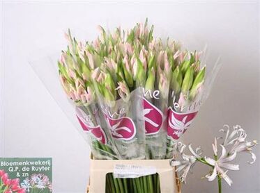Nerine Bowdenii Sofie