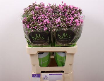 Phlox P Pink Eyes