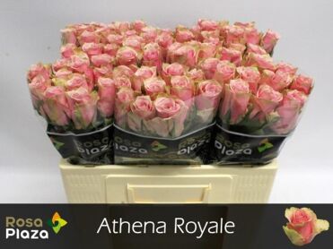 Rose Athena Royale