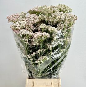 Ozothamnus Cooks Tall Pink