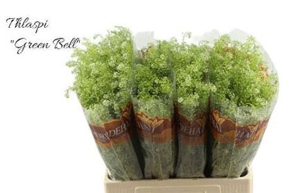 Lep Ru Green Bell