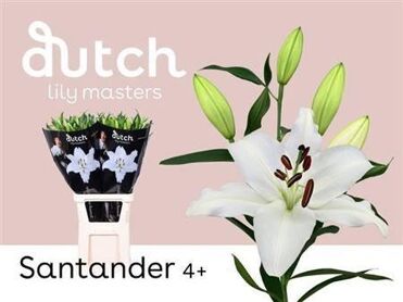 Lily Oriental Santander