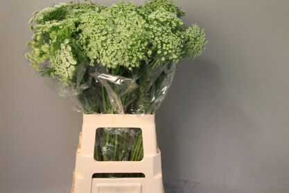 Ammi Visnaga