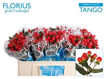 Hypericum Coco Tango