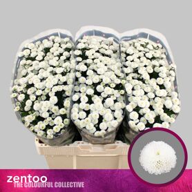Chrysant Santini Pizarro