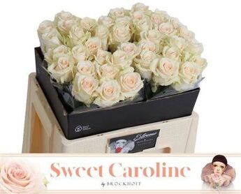 R Gr Sweet Caroline