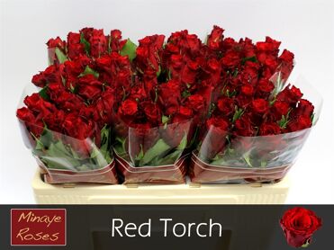 R Gr Red Torch