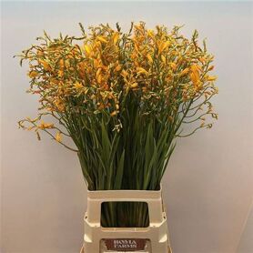 Crocosmia George Davison