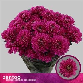 Chrysant Fabienne Violet