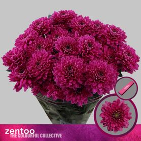 Chr T Fabienne Purple