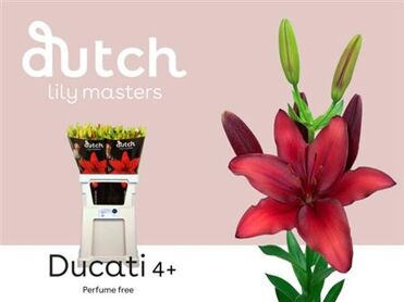 Li La Ducati