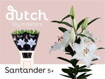 Lily Oriental Santander