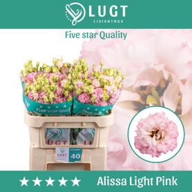 Eus G Alissa Ligh Pi