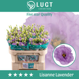 Eustoma Double Lisanne Lavender