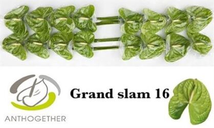 Anth A Grand Slam X 16