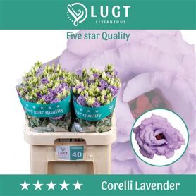 Eustoma Double Corelli Lavender