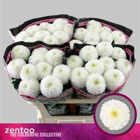 Chrysant Blooms Superbowl