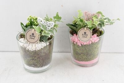 Arr2 Pl Glass Pot Nashville - Mix