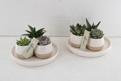 Arr2 Mb Schotel Succulent 3pot Creme
