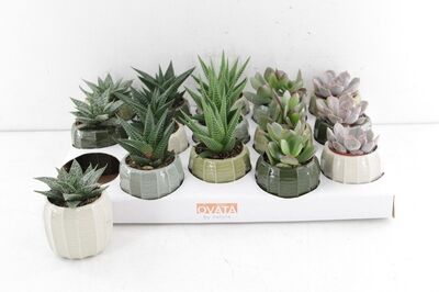 Arr3 Ov Succulent - Ker. Potje Helsinki