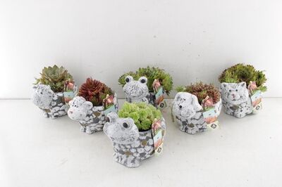 Arr4 Semp Js - Dieren Mix Klein