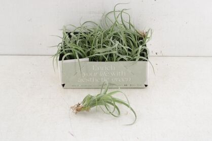 Arr3 Cp Tillandsia Curly Slim