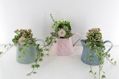 Arr2 Pl Zink Waterkan Kleuren Mix