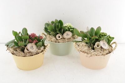 Arr2 Pl Zink Rond Desert - Mix