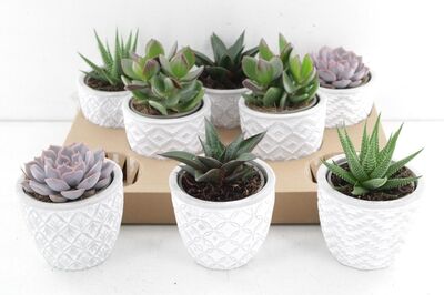 Arr3 Ov Succulent - Keramiek Pot Motief Mix
