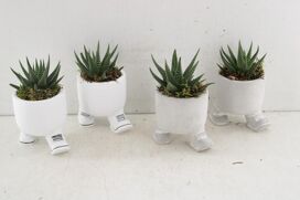 Arr3 Sn Ker. Walking Pot Plant Mix