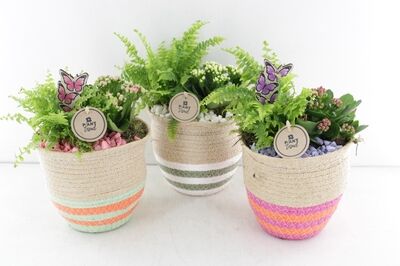 Arr2 Pl Mand Helena Kleuren Mix
