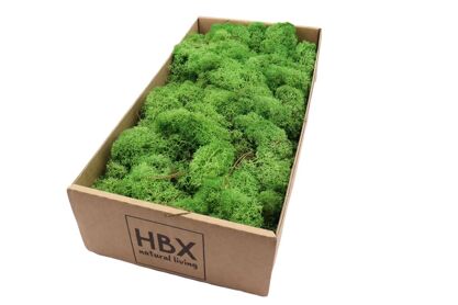 Moss Reindeer Moss 500gr Green