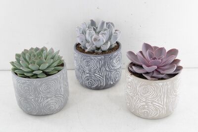 Arr3 Ov Echeveria - Ker. Pot Toledo D14