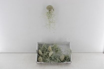 Arr3 Ap Airplant - Jellyfish Groen Medium