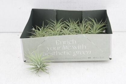 Arr3 Cp Tillandsia Ionantha Groen X20