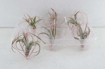 Arr3 Ap Airplant - Metaal Hart Hanger
