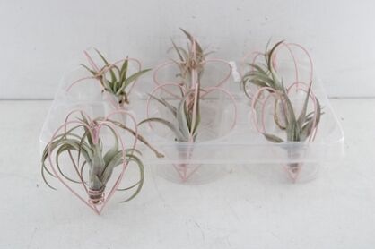 Arr3 Ap Airplant - Metaal Hart Hanger