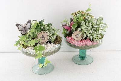 Arr2 Pl Glas Op Voet Sofia - Mix