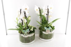 Arr2 Pl Phal Cilinder Schaal Large - Wit