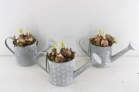 Arr4 Narcis Js21207 - Gieter Motief Mix