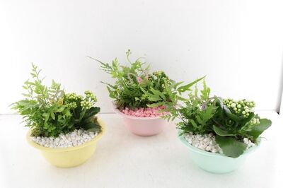 Arr2 Pl Zink Bowl Color Mix